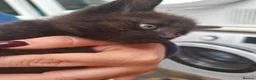 Mixed Breed cats for sale: 6 mixed-breed kittens - Advert 8