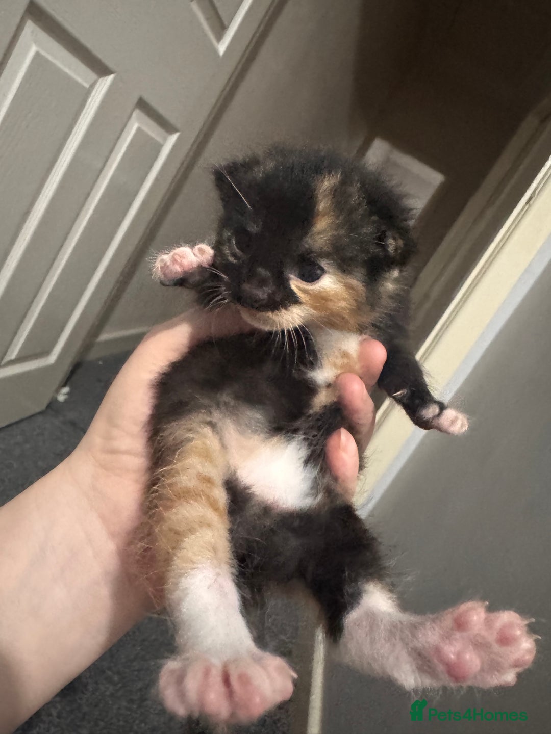 Domestic Shorthair cats for sale: Beautiful tortoiseshell domestic shorthair kitten - Image 3
