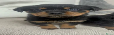 Rottweiler Puppy 1