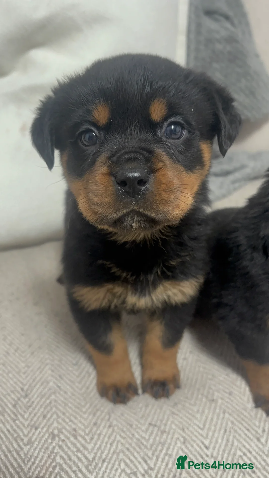 Rottweiler dogs for sale: 🐾🐶 beautifulRottweiler puppies 3 Girls Left🐶🐾 - Advert 9