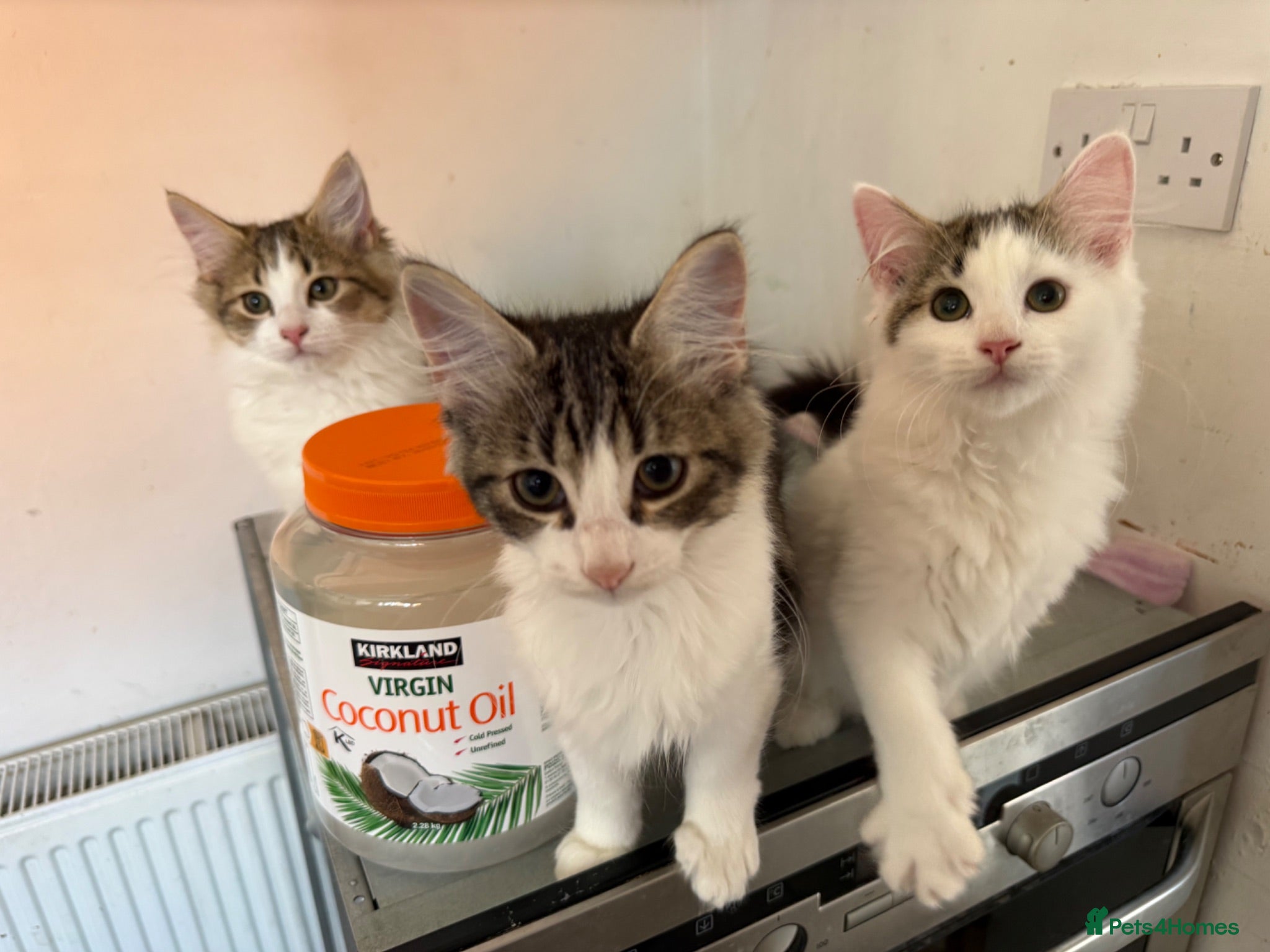 Mixed Breed cats 4 mixed breed babies - Advert 6