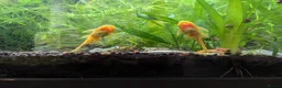 Plecos fish for sale: Pleco babies  in Shotts - Advert 1