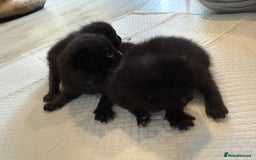 Domestic Shorthair cats for sale: 3 male kittens  - Image 2