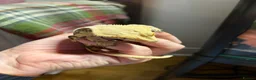 Gecko reptiles for sale: Female crested gecko in Manchester - Advert 3