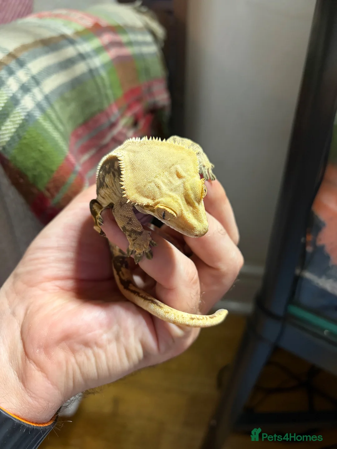 Gecko reptiles for sale: Female crested gecko in Manchester - Advert 3