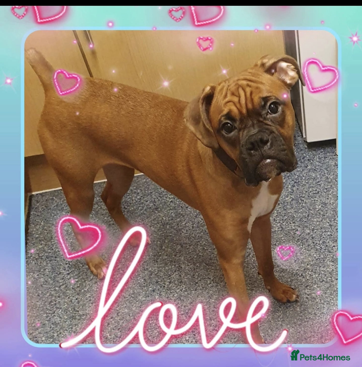 Boxer dogs Boxer  - Advert 8