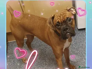 Boxer dogs Boxer - Advert 8