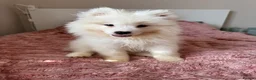 Samoyed dogs for sale: Crufts line + health tested Samoyeds - Advert 8