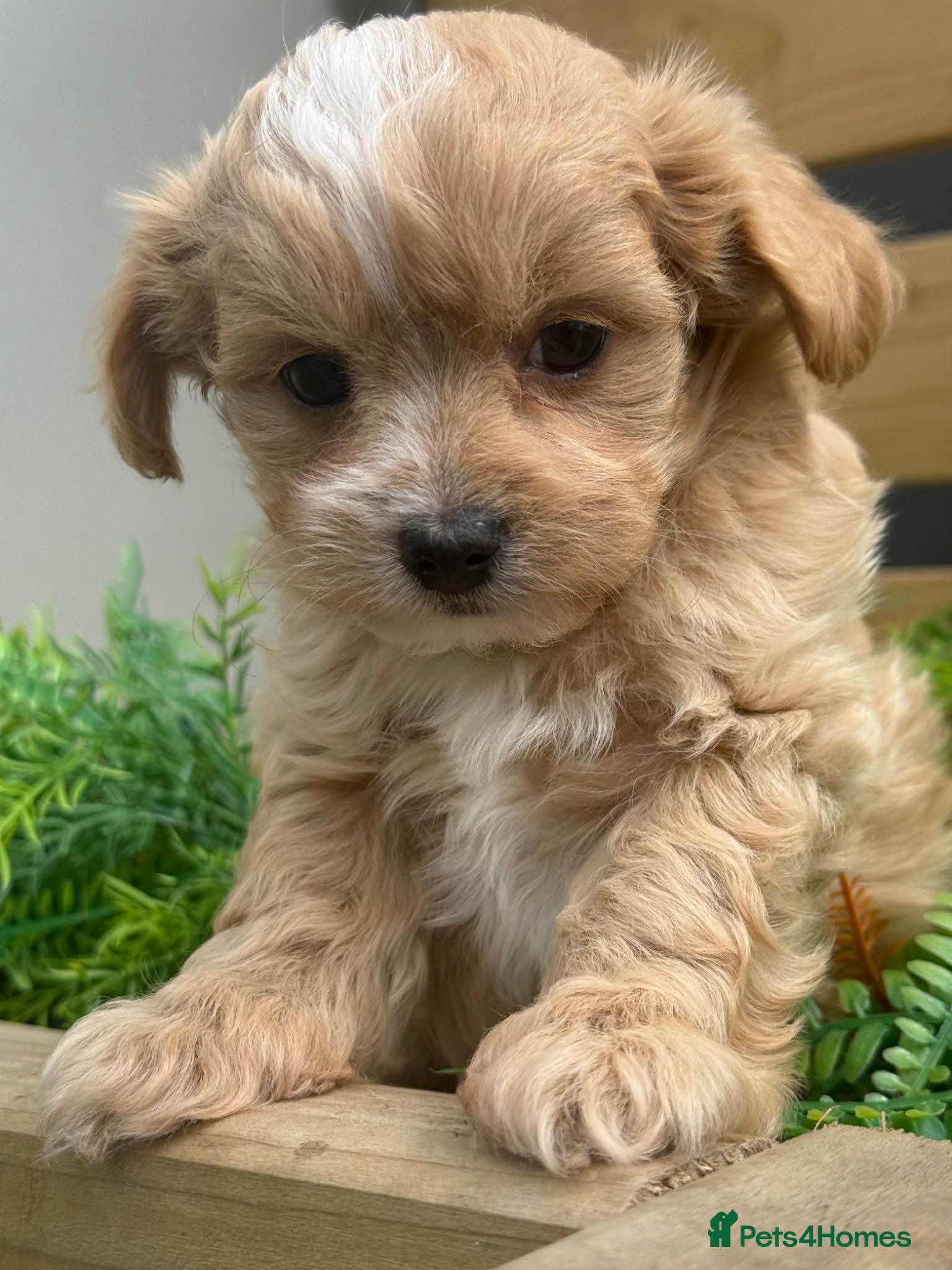 Maltipoo dogs Stunning Maltipoo’s - Advert 2