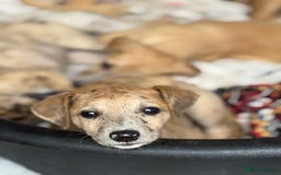 Whippet dogs for sale: 99% whippets (Merle) - Image 4