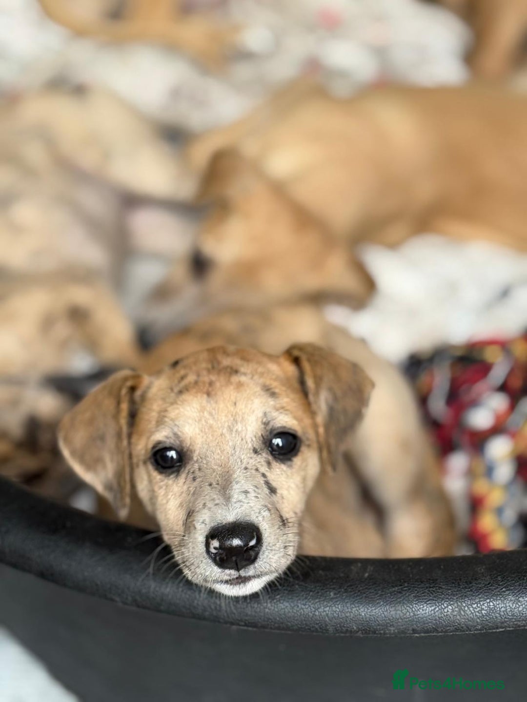 Whippet dogs for sale: 99% whippets (Merle) - Image 4