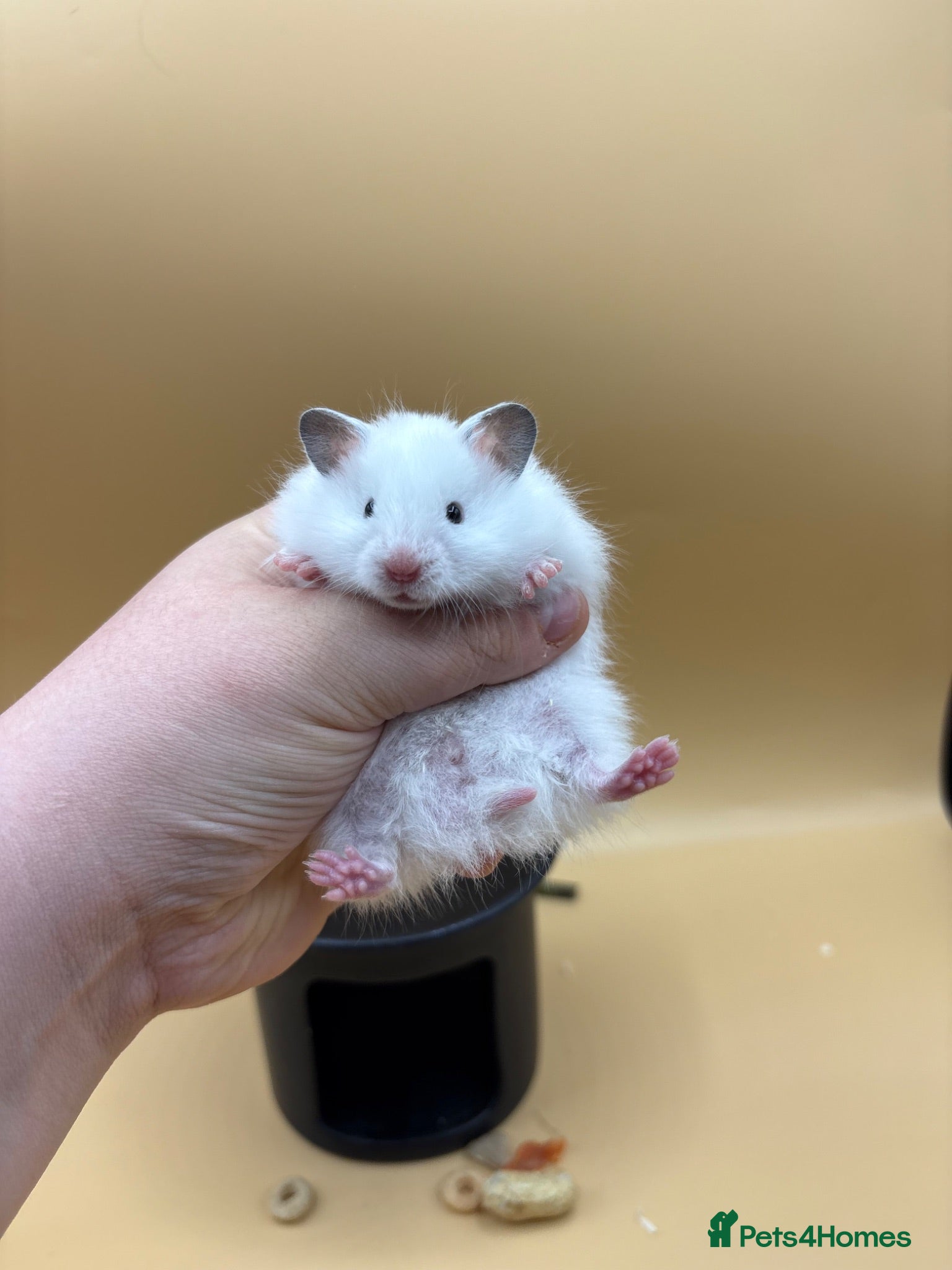 Hamster rodents Pedigree Syrian hamster pups  - Advert 1