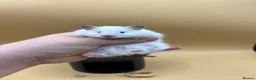 Hamster rodents for sale: Pedigree Syrian hamster pups  - Advert 1