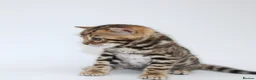 Bengal cats for sale: 🔥 Beautiful Bengal girl🔥 - Advert 21