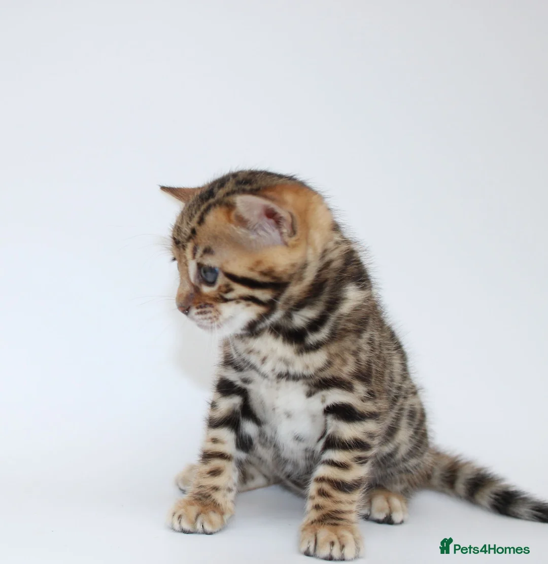 Bengal cats for sale: 🔥 Beautiful Bengal girl🔥 - Advert 21