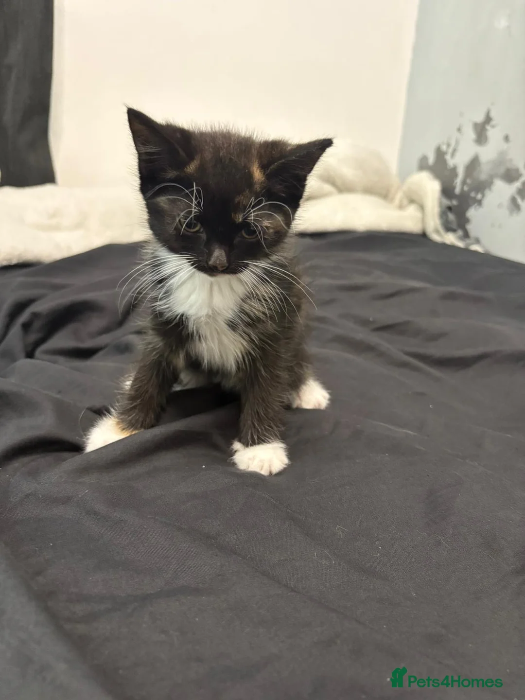 British Shorthair cats for sale: Kittens ready to leave now - Advert 9