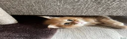 Maine Coon cats for sale: Stunning Mainecoon Kittens - Advert 27