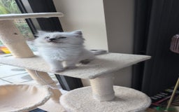 Ragdoll cats for sale: Ragdolls Kitten looking for sweet home - Advert 8