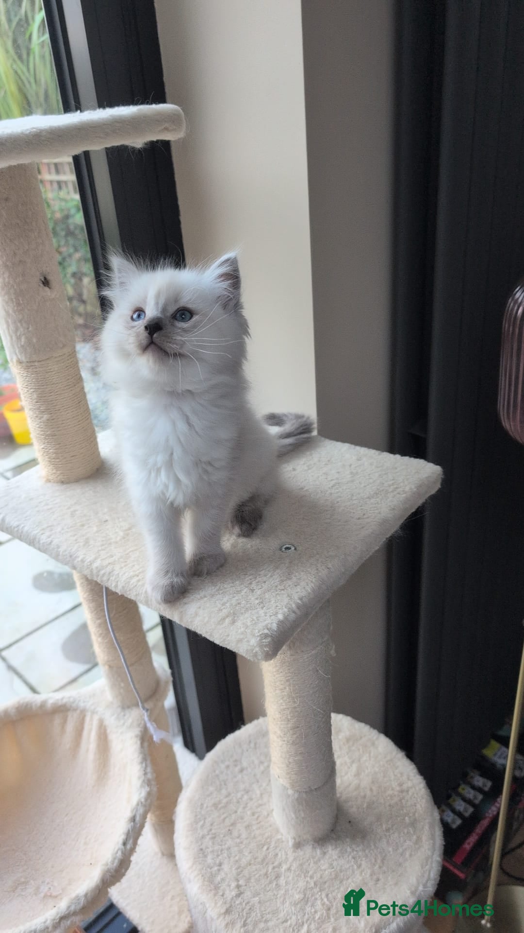 Ragdoll cats for sale: Ragdolls Kitten looking for sweet home - Advert 8