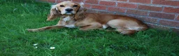 Cocker Spaniel dogs for stud: 2YO First time STUD Bailey Cocker Spaniel  - Advert 10