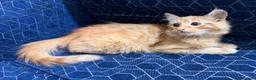 Domestic Shorthair cats for sale: Cat for sale  - Advert 2