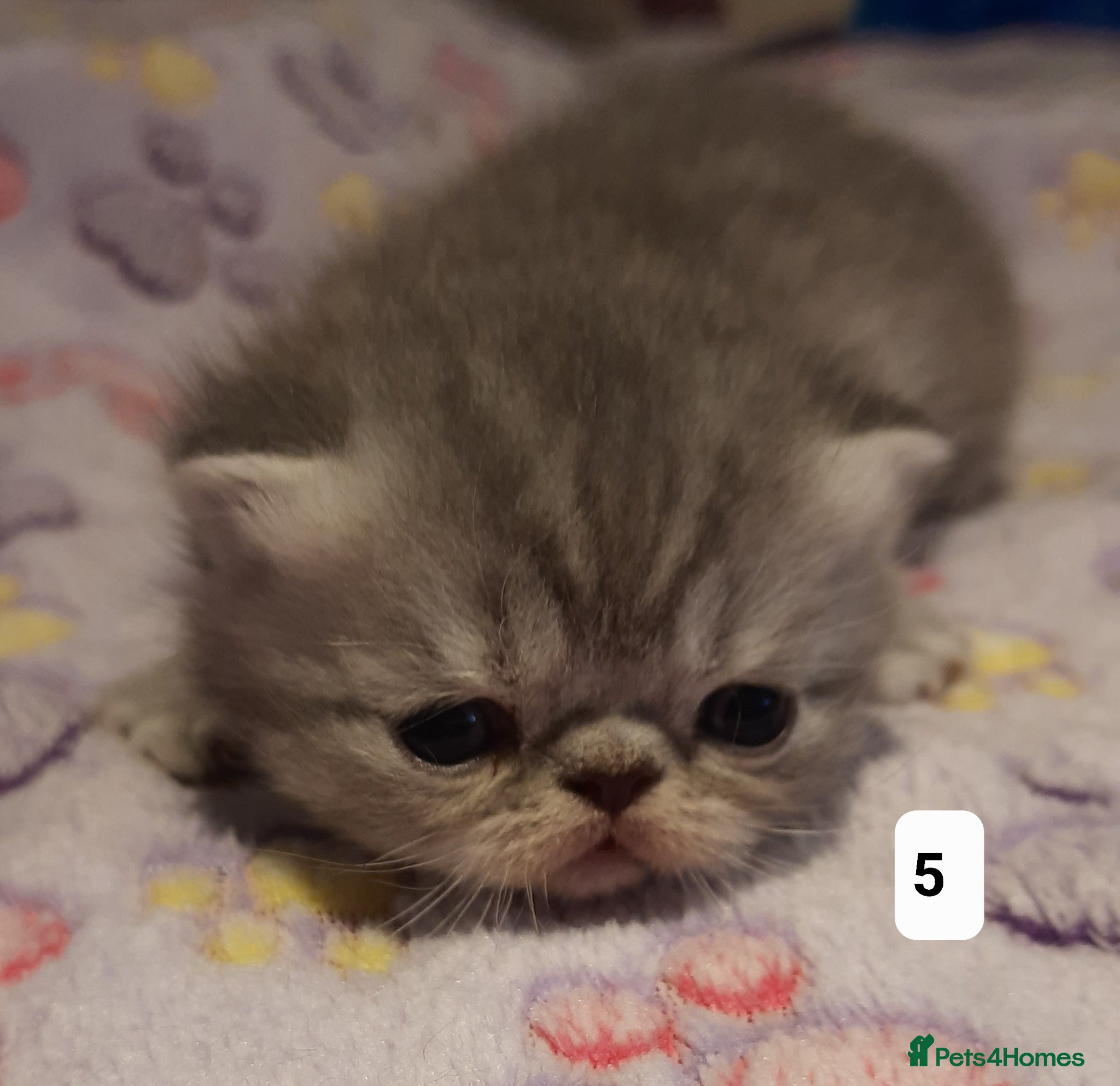 Persian cats GCCF Registered 3 Persian and 2 Exotic kittens - Advert 3