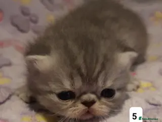 Persian cats GCCF Registered 3 Persian and 2 Exotic kittens - Advert 6