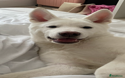 Japanese Akita Inu dogs for sale: Male pup  - Image 1