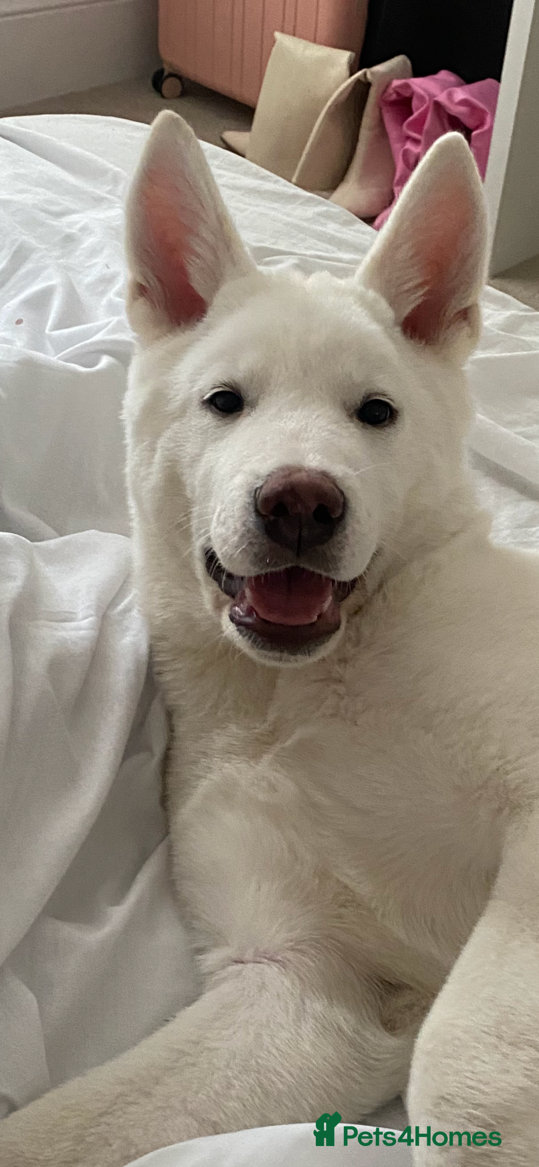 Japanese Akita Inu dogs for sale: Male pup  - Image 1