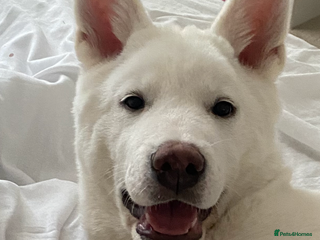 Japanese Akita Inu dogs - Advert 1