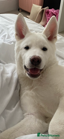 Japanese Akita Inu dogs - Advert 1