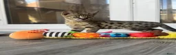 Savannah cats for sale: 🐆Worlds Best Pedigree F2 & F3 Savannah Kittens 🐆 - Advert 7
