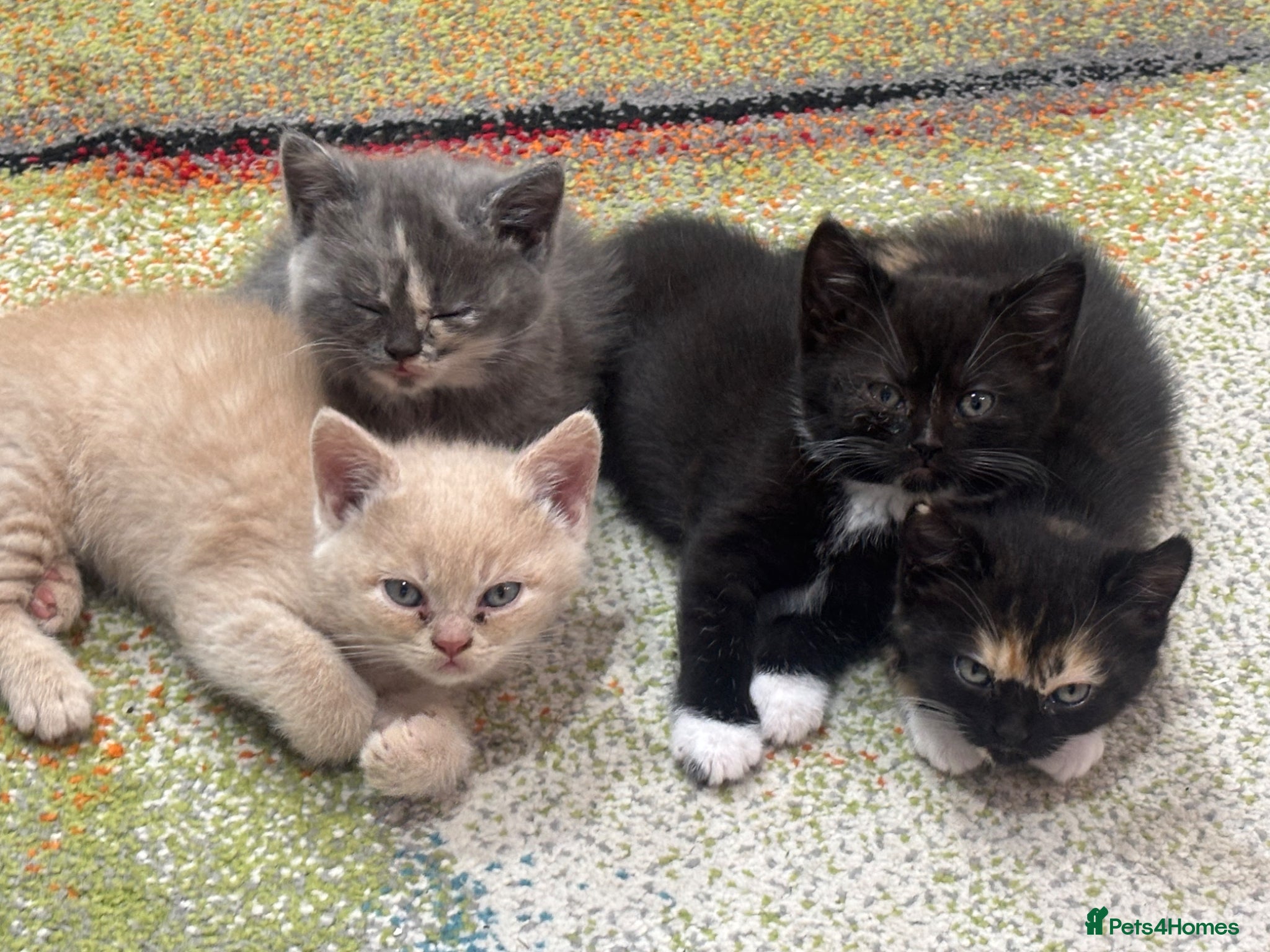 British Shorthair cats for sale: 1 beautiful British Blue - Advert 14