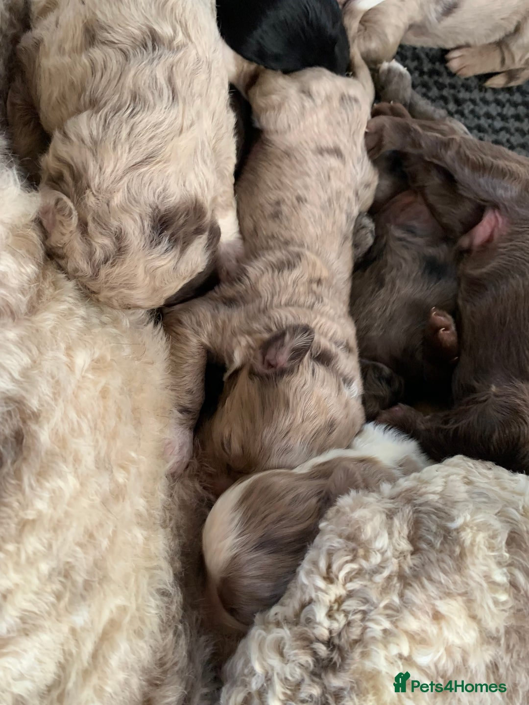 Bernedoodle dogs for sale: Midi Size Bernedoodle Merle, Chocolate - Advert 3