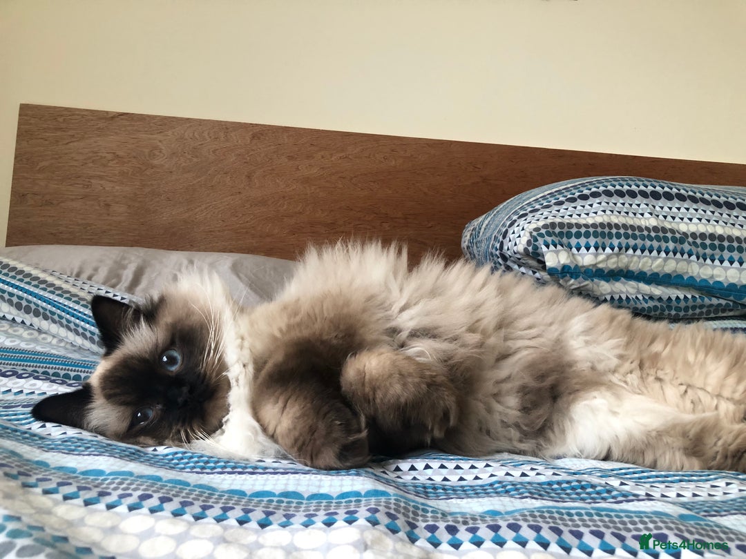 Ragdoll cats for sale: Two adorable ragdolls ready for new home  - Image 16