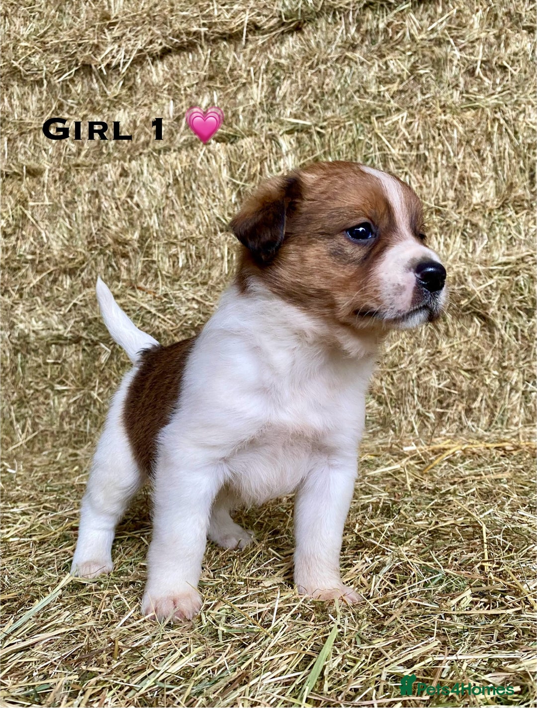 Border Collie dogs for sale: Border Collie Puppies - Advert 3