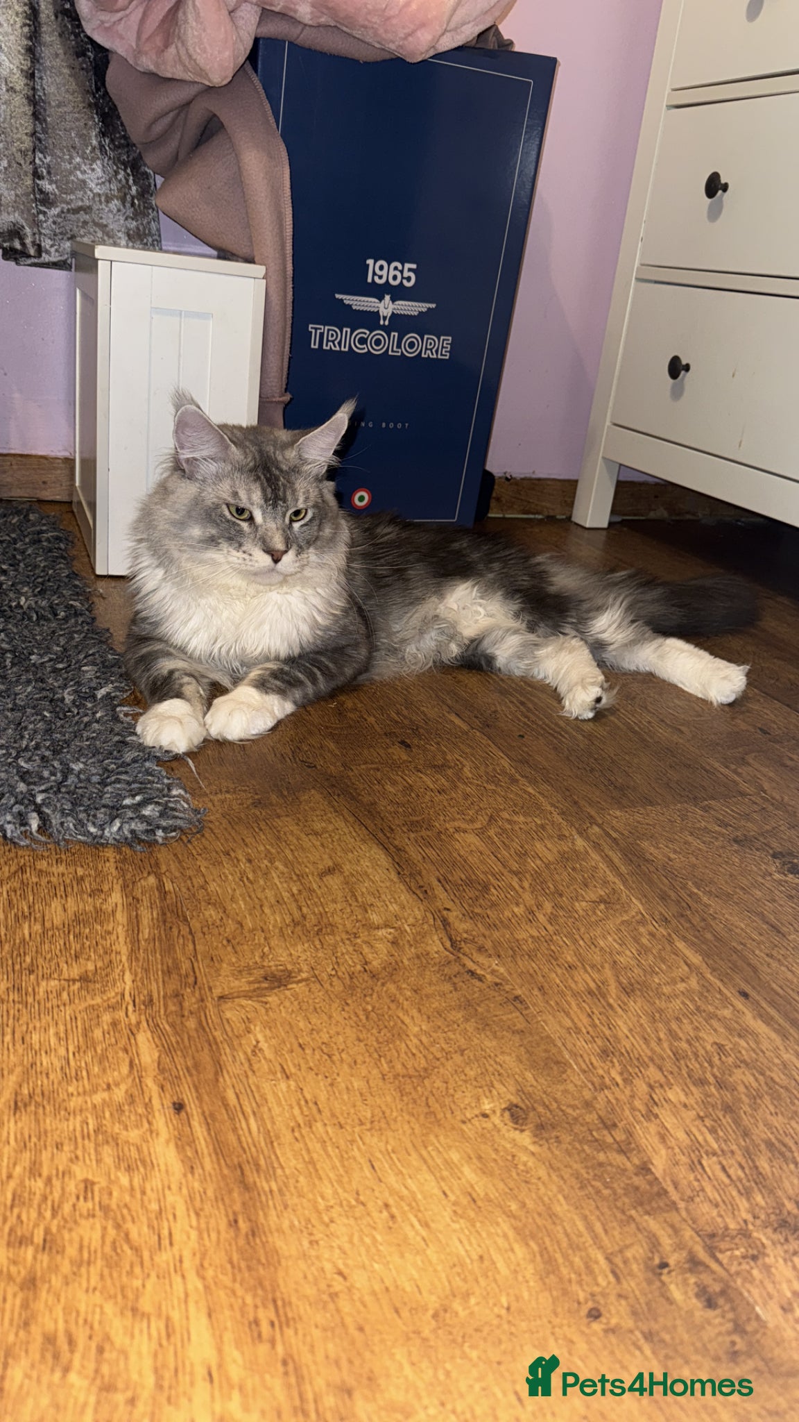 Maine Coon cats for sale: Stunning Maine Coon Litter Of Kittens  in Billericay - Advert 9