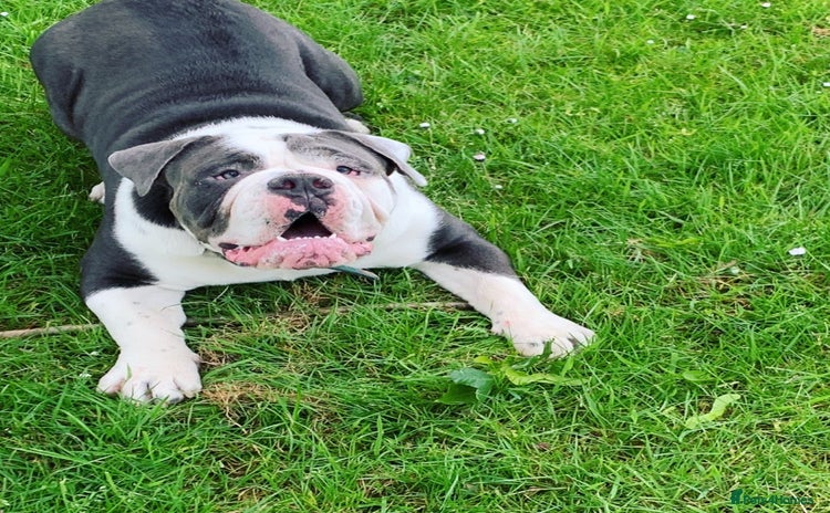 Olde English Bulldogge dogs - Advert 3