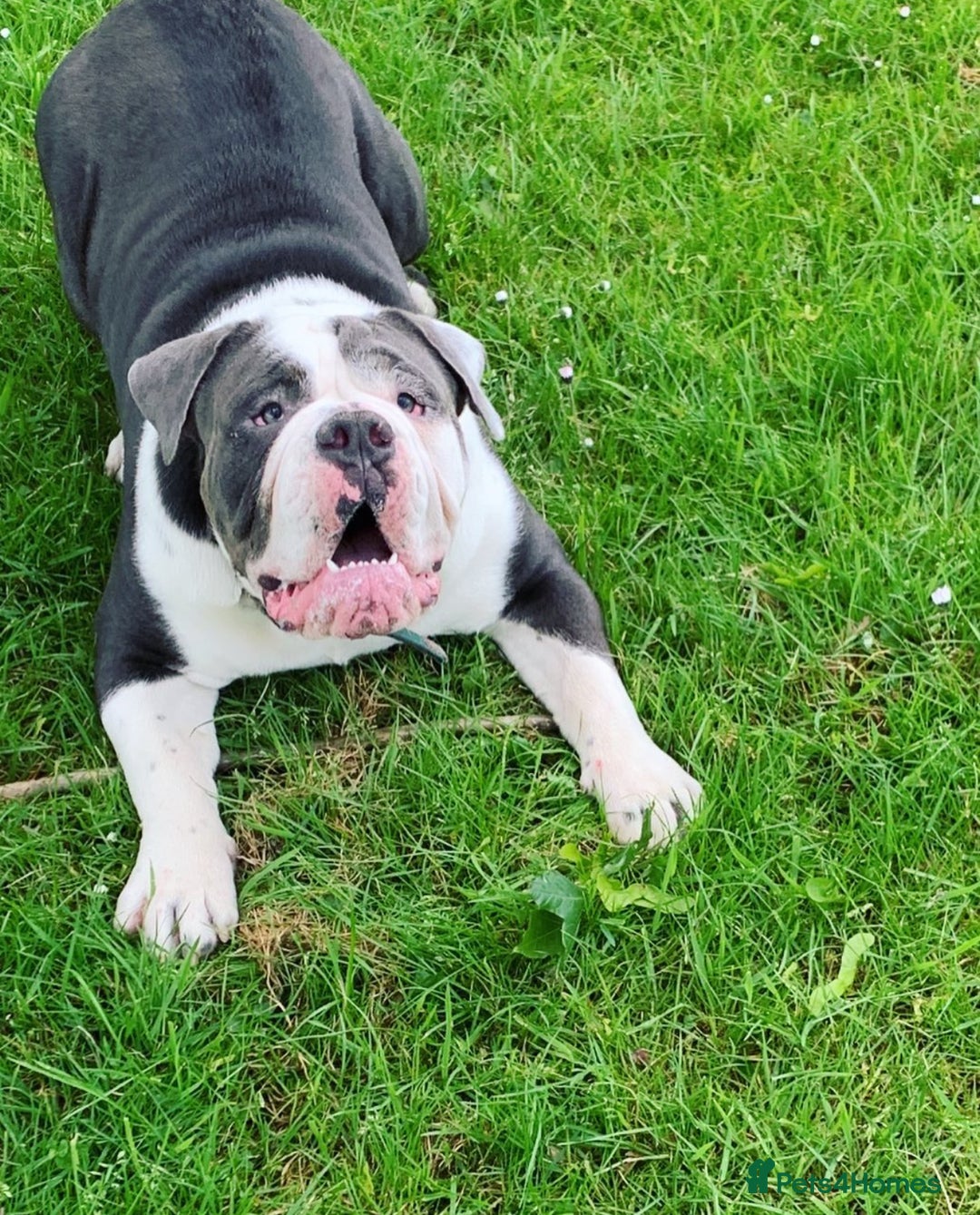 Olde English Bulldogge dogs for sale: Handsome OEB male - Image 1