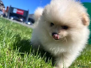 Pomeranian dogs Ready now Double Champion Lines Pomeranian KC Reg - Advert 9