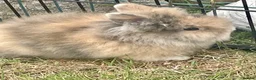 Lionhead rabbits for sale: Pure Lionhead bunnies  - Advert 5