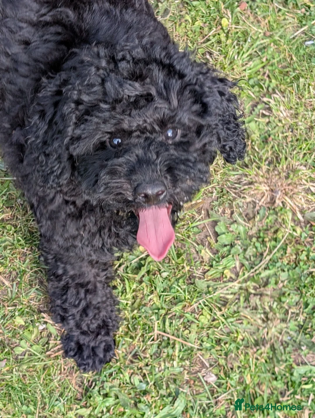 Cockapoo dogs for sale: Small cockerpoo  - Advert 2
