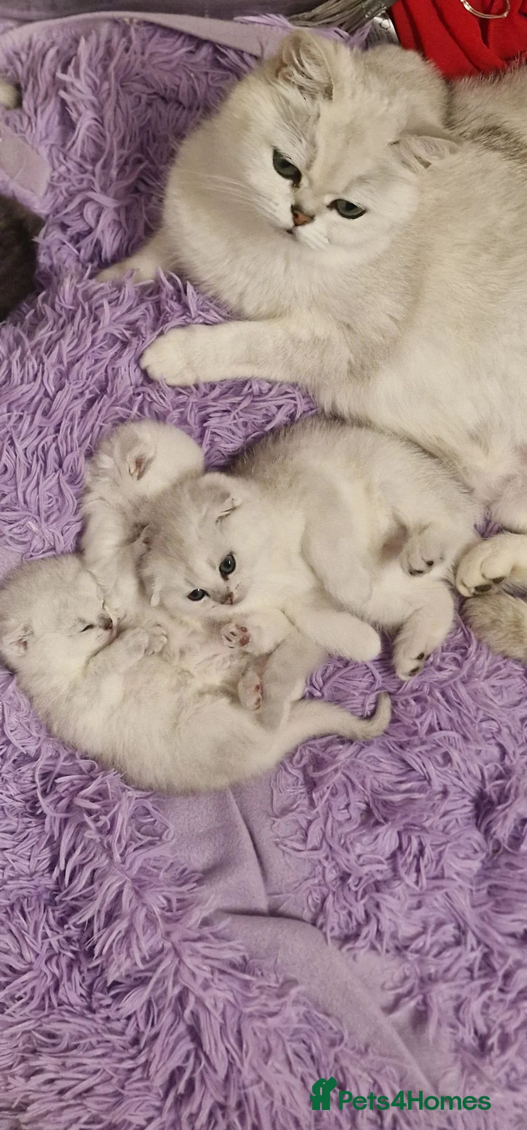 Scottish Fold cats for sale: Last Boy available  - Advert 1