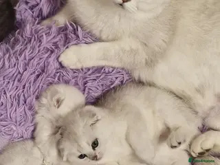 Scottish Fold cats Last Boy available - Advert 13