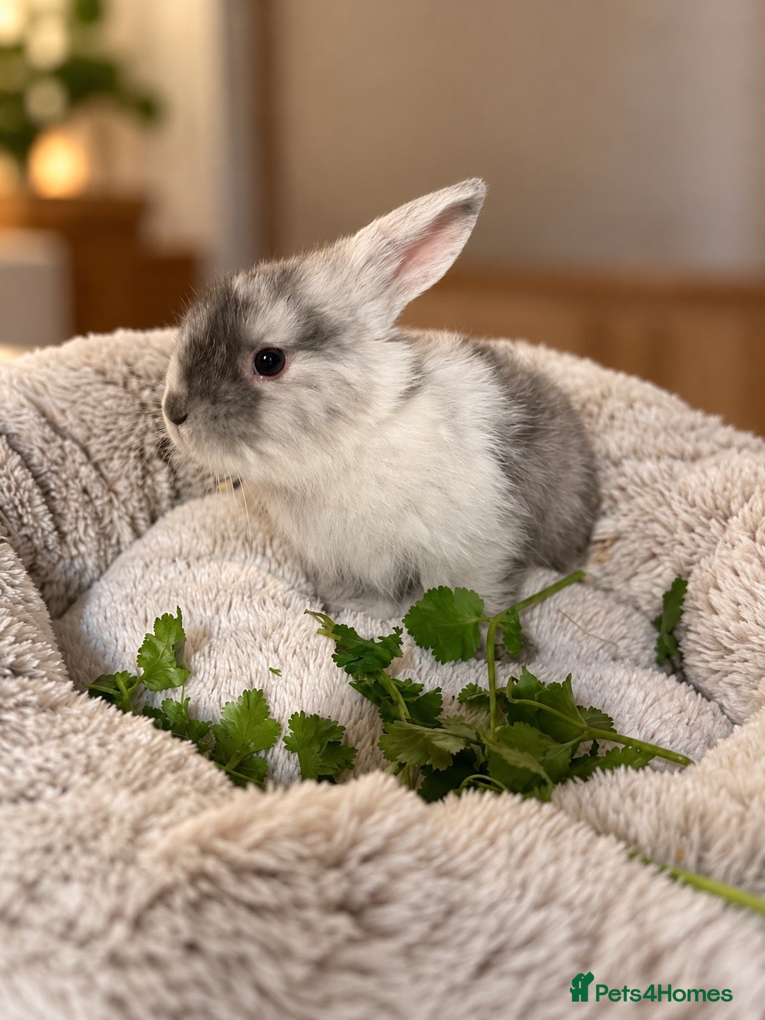 Mini Lop rabbits for sale: Mini Lop/Harlequin colours - Advert 1