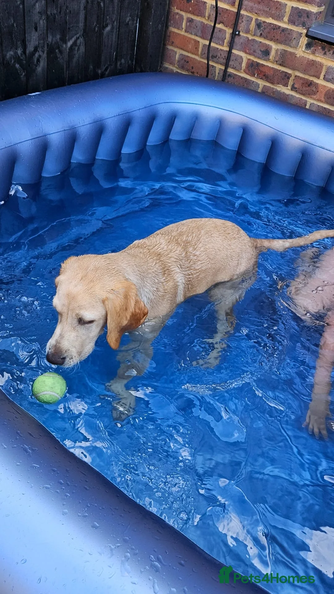 Labrador Retriever dogs for sale: Mel needs a new home - Advert 2