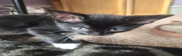 Mixed Breed cats for sale: Kittens - Advert 4