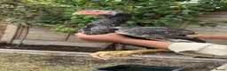 Mixed Breed birds for sale: Shamu Aseel Pure Breed - Advert 9