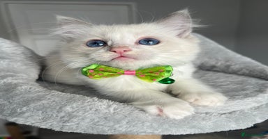 Ragdoll cats - Advert 10