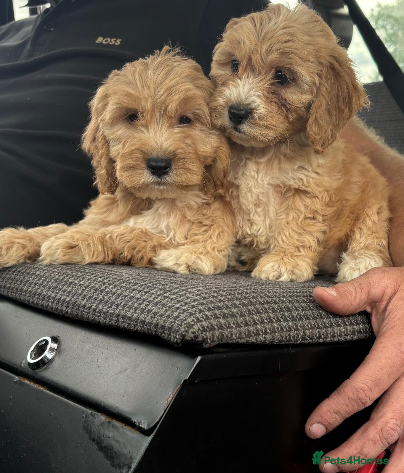 Cockapoo dogs Cockapoo puppies - Advert 2